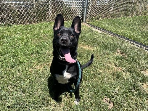 *BRANDY - Pit Bull Terrier available for adoption