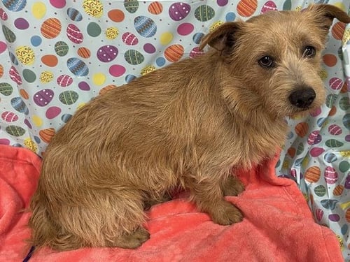 A608331 - Norfolk Terrier available for adoption