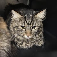 TIGER - Photo 1