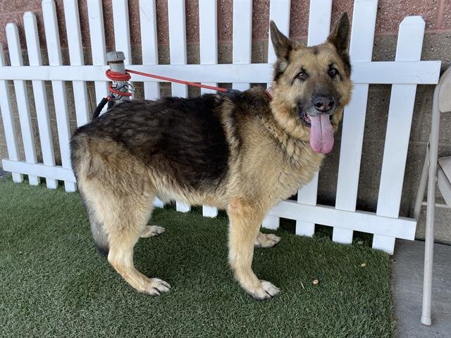 THOR - German Shepherd Dog available for adoption