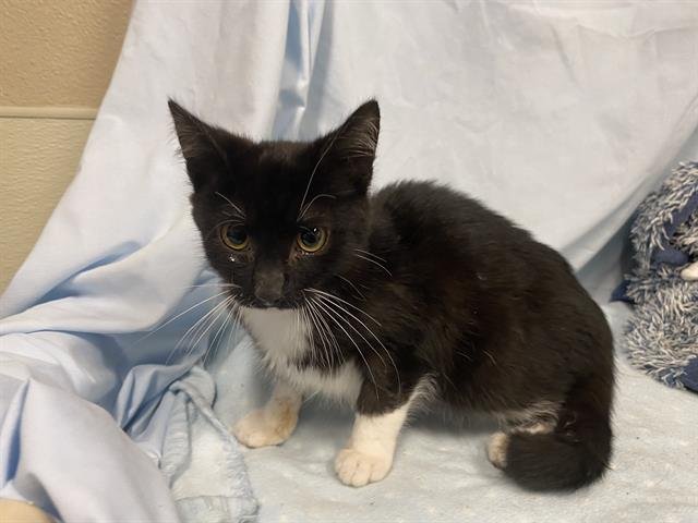 A608170 - Domestic Short Hair available for adoption