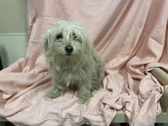 A607309 - Maltese available for adoption