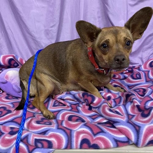 A615058 - Dachshund available for adoption