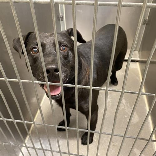 A615188 - Pit Bull Terrier / Labrador Retriever available for adoption
