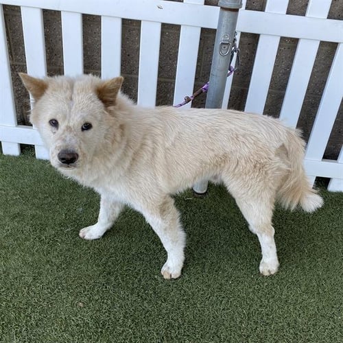 *LIONEL - Chow Chow available for adoption