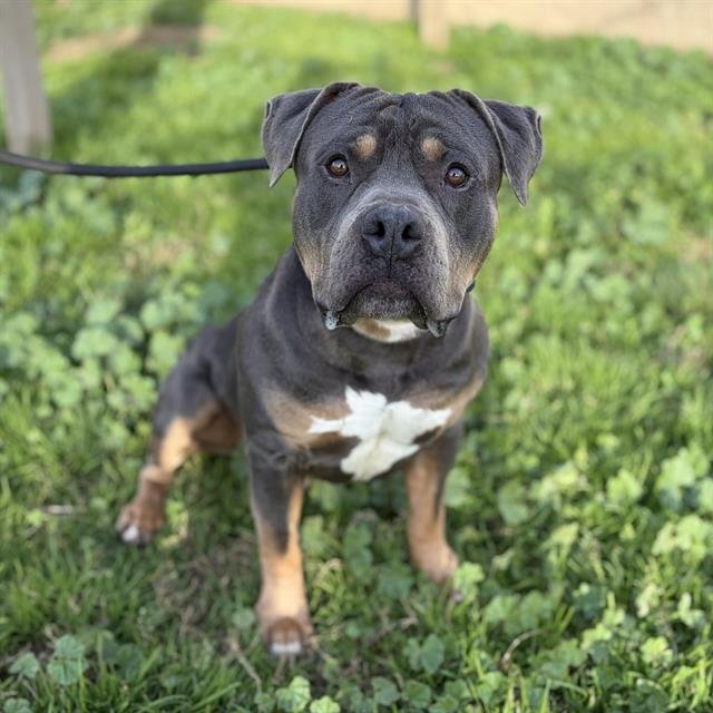 *BRICK - Pit Bull Terrier available for adoption