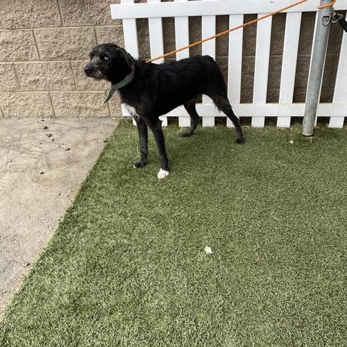 *DULLAHAN - Irish Wolfhound available for adoption