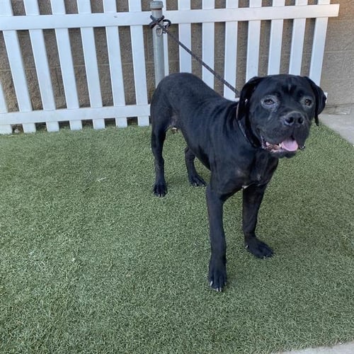 A615102 - Mastiff / Pit Bull Terrier available for adoption