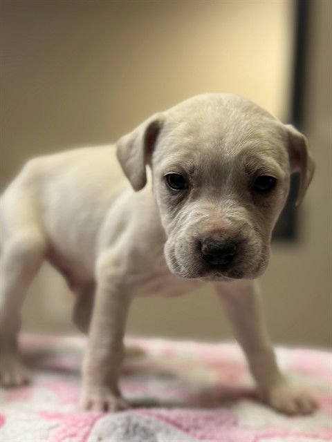 A606452 - Labrador Retriever / Pit Bull Terrier available for adoption