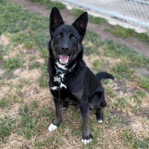*TROOPER - Border Collie available for adoption