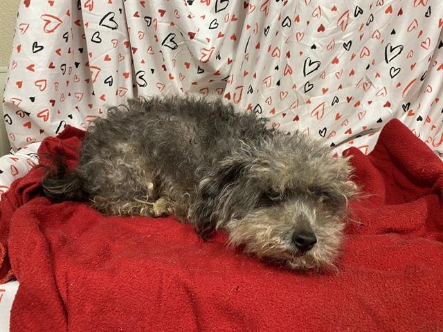 A607043 - Poodle (Miniature) available for adoption