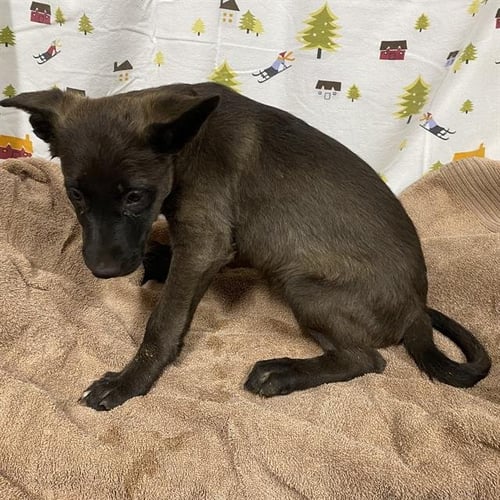 *MALA - Border Collie available for adoption