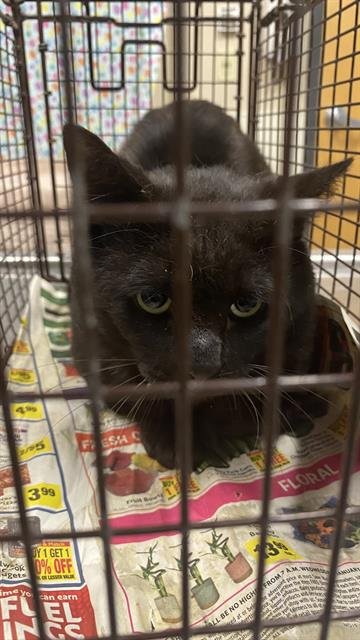 A608657 - Domestic Short Hair available for adoption