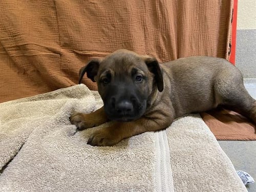 *RAY - Belgian Shepherd Malinois available for adoption