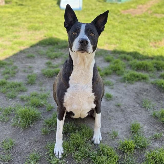 SUZY Q - Queensland Heeler available for adoption