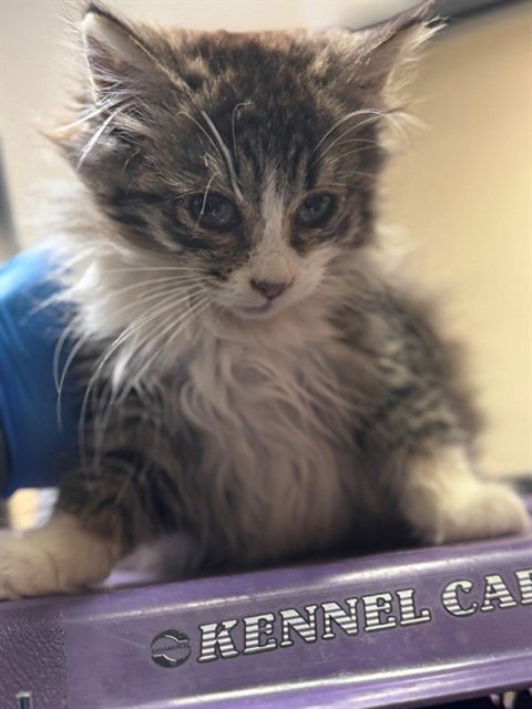 A606358 - Domestic Long Hair available for adoption