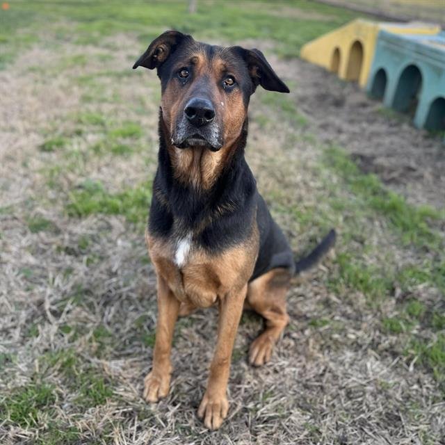 VALENTINO - German Shepherd Dog available for adoption