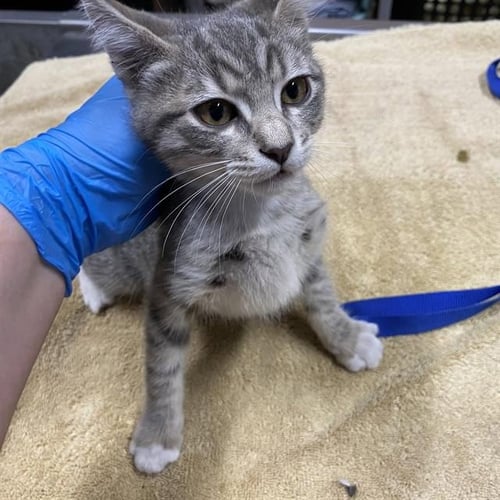 A615531 - Domestic Short Hair available for adoption