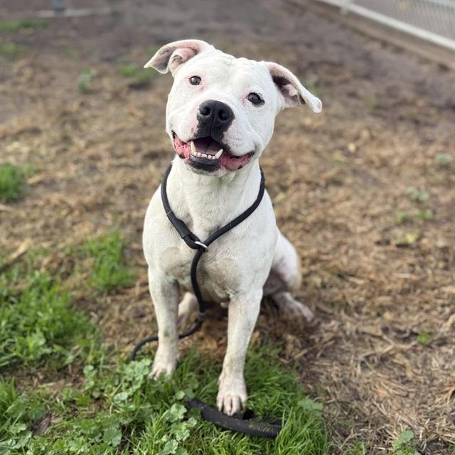 MIKLO - Pit Bull Terrier available for adoption