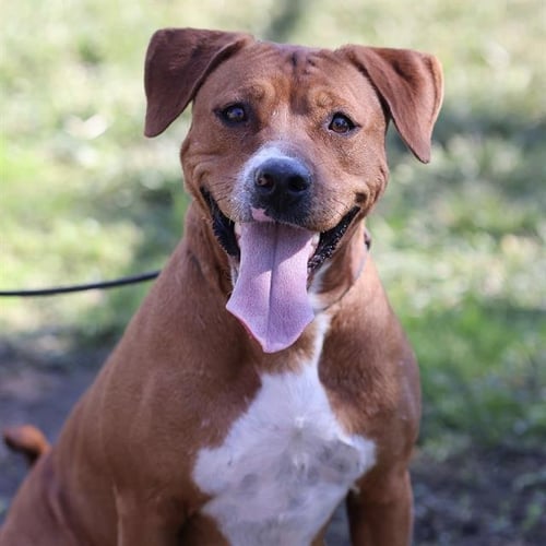 *KENZIE - Pit Bull Terrier available for adoption