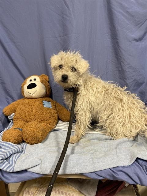 A608904 - Poodle (Miniature) available for adoption