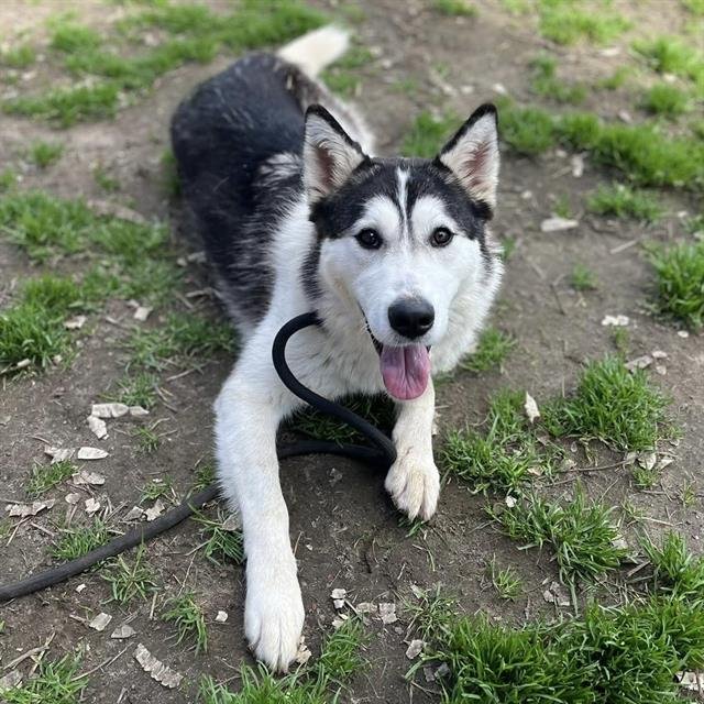 *STORMI - Siberian Husky available for adoption