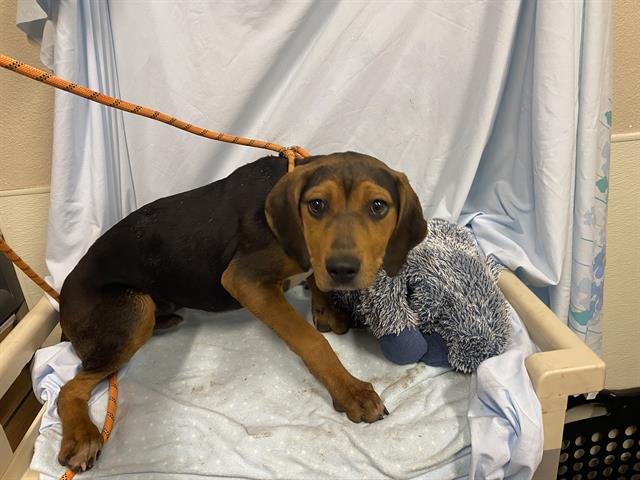 *YOSHI - Black and Tan Coonhound available for adoption