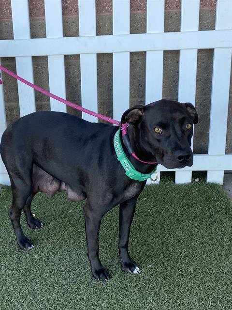 *MARVEL - Pit Bull Terrier available for adoption