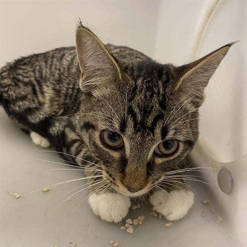 A613011 - Domestic Short Hair available for adoption