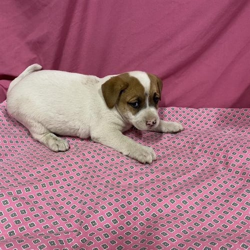 A614028 - Australian Shepherd available for adoption