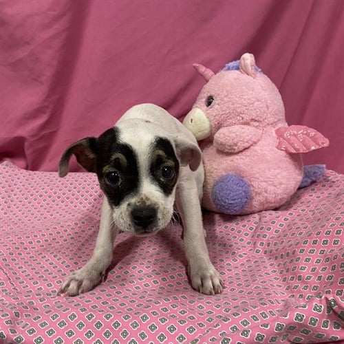 A614016 - Staffordshire Bull Terrier available for adoption