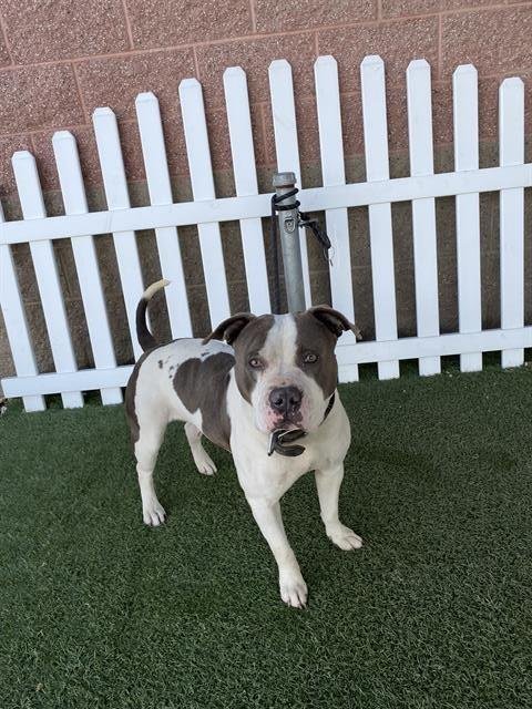 *BERNICE - Pit Bull Terrier available for adoption