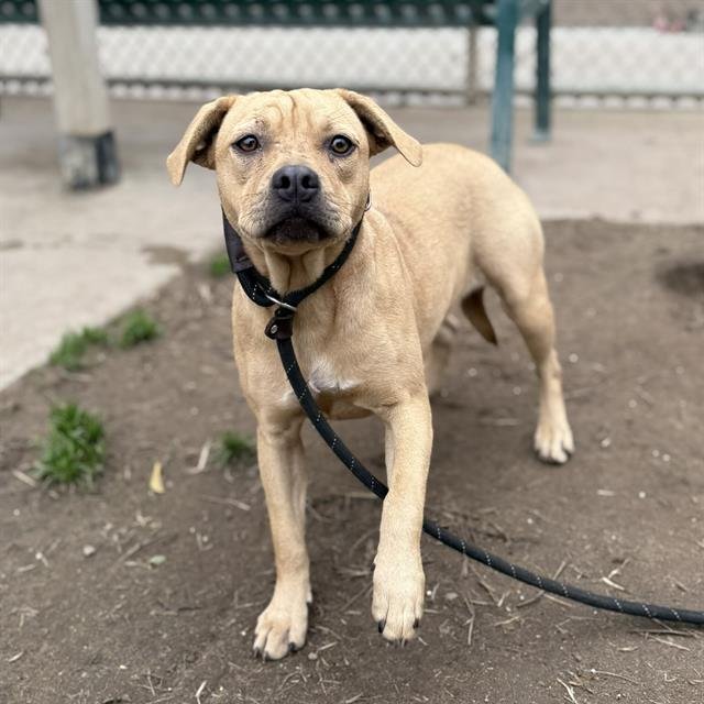 GINGER - Black Mouth Cur available for adoption
