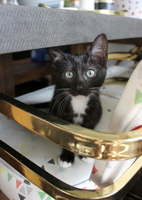 A604524 - Domestic Short Hair available for adoption