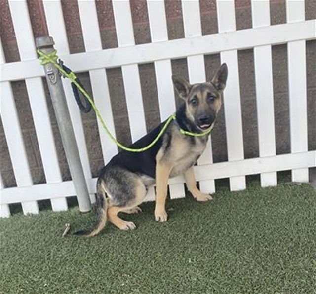 *BOEING - German Shepherd Dog available for adoption