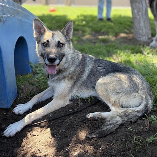 MARLOW - German Shepherd Dog for adoption in Modesto