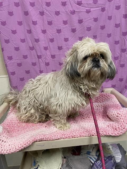 A607366 - Lhasa Apso available for adoption