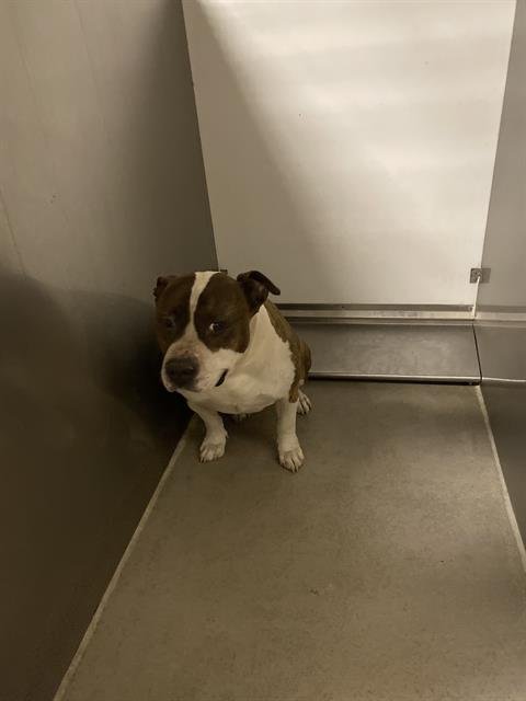 CHARLIE - American Staffordshire Terrier available for adoption