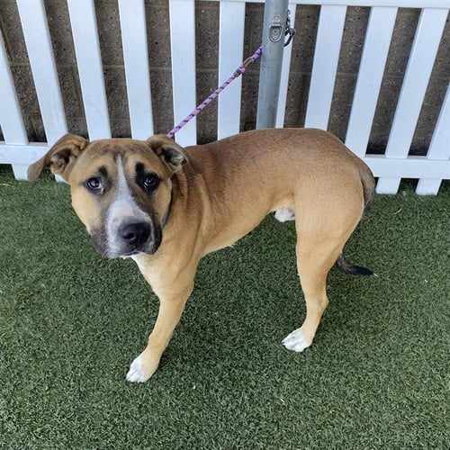 *BAM - Pit Bull Terrier available for adoption