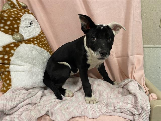 *YIN - Border Collie / Australian Shepherd available for adoption