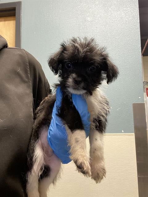 A607282 - Norfolk Terrier available for adoption