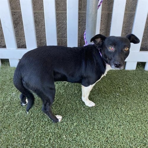 *ZAZA - Rat Terrier available for adoption