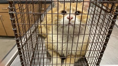 A608698 - Domestic Short Hair available for adoption