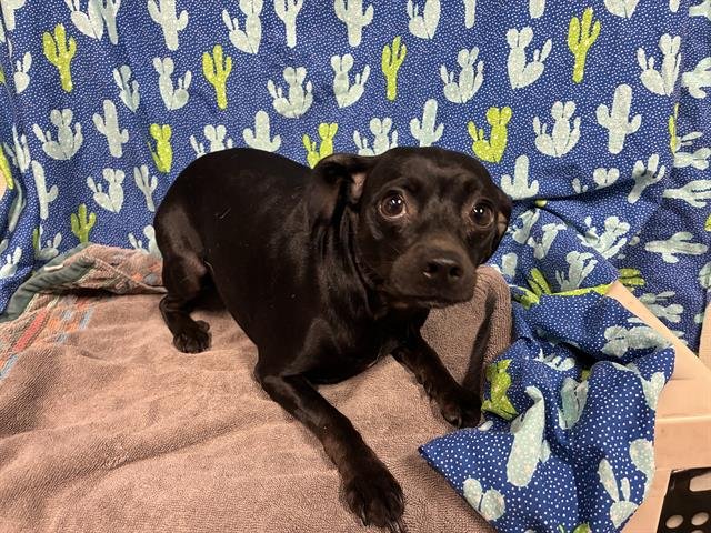 A607620 - Chihuahua available for adoption