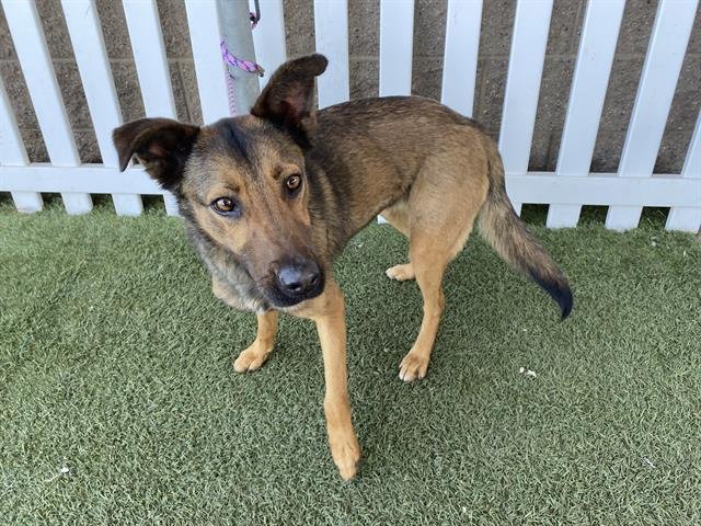 A607879 - German Shepherd Dog available for adoption