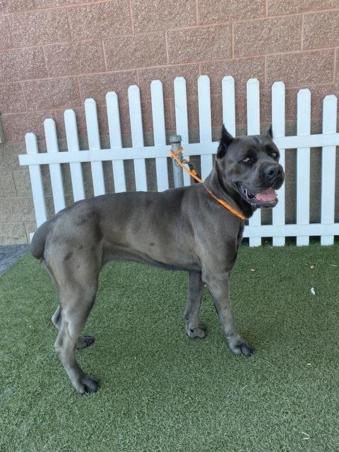 A608163 - Cane Corso Mastiff available for adoption