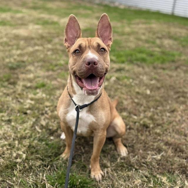 MONROE - Pit Bull Terrier available for adoption