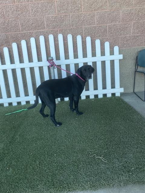 A607733 - Labrador Retriever available for adoption