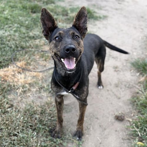 *FATIMA NAVARRETE - Staffordshire Bull Terrier available for adoption