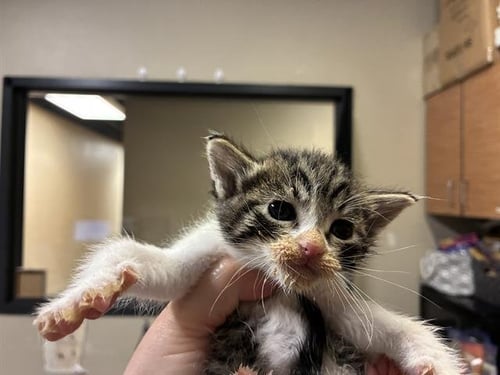 SNOWBALL - Domestic Short Hair for adoption in Modesto